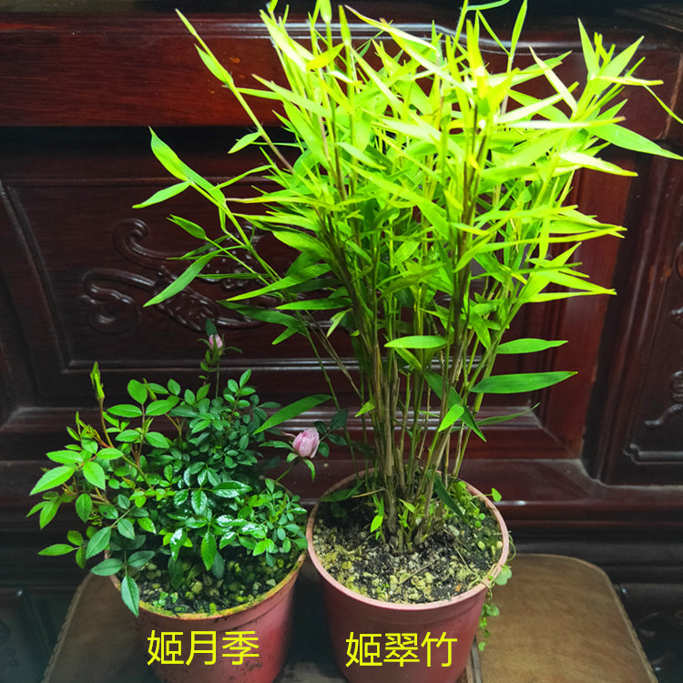 姬翠竹虎斑竹观赏竹小玉山竹微型盆景菖蒲草苗花卉盆栽室内小绿植