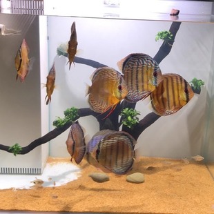 鱼缸底砂水晶沙造景沙石天然河沙铺底水族装饰黄金沙溪流沙子底沙