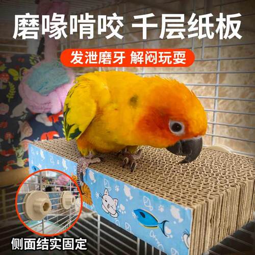 鹦鹉磨嘴磨爪发泄啃咬千层板