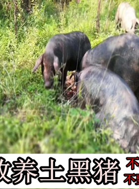 农村土猪肉农家猪肉新鲜猪肉肥肠猪腿肘排骨五花肉黑猪肉猪脚4斤