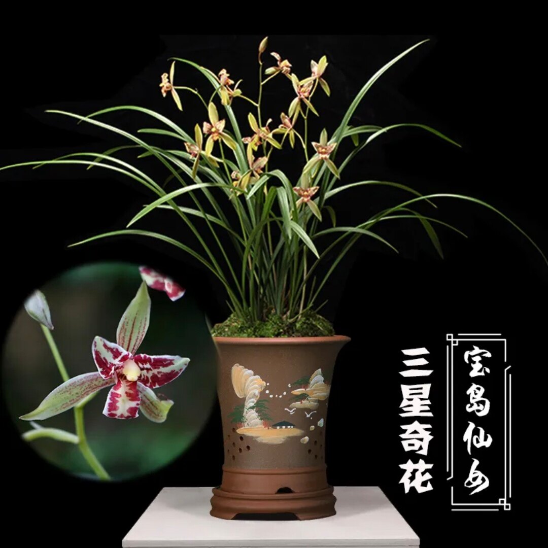 粤兰建兰宝岛仙女浓香兰花老品种细叶兰花苗带苞名贵花卉好养易活