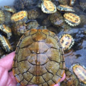 包邮 16cm宠物乌龟小巴西龟活物杂食观赏活体黄金龟冷水彩色龟满