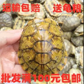 3-15厘米大小乌龟巴西龟苗黄金龟红耳龟彩色龟彩龟运输包赔满包邮