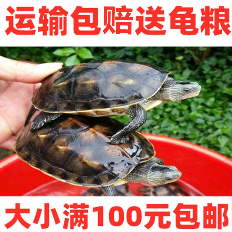珍珠花龟台草龟水龟包邮