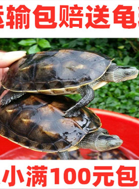 2-15厘米大小珍珠龟花龟乌龟苗六线草龟观赏水龟台湾特大草龟包活