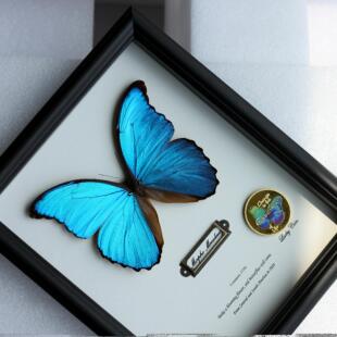 大蓝闪蝶真蝴蝶标本相框成品展示框昆虫罕见蓝色情侣生日礼物摆件