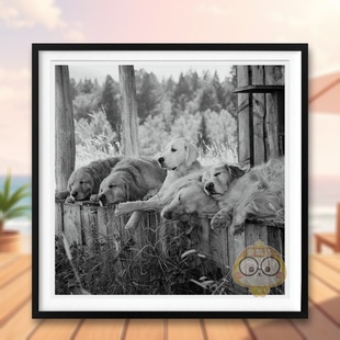 【预售】【TASCHEN限量版】布鲁斯韦伯金毛摄影协会英文摄影精装进口原版书【Art Edition】Bruce Weber. The Golden Retriever书