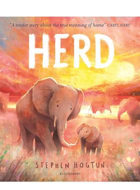 【预售】归群 HERD 原版英文儿童绘本 入围雷恩莱特非虚构奖 Stephen Hogtun 温暖治愈之作