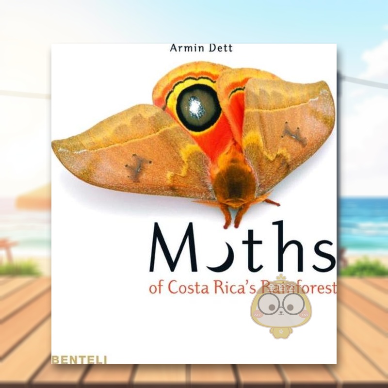 哥斯达黎加雨林的蛾类 Moth