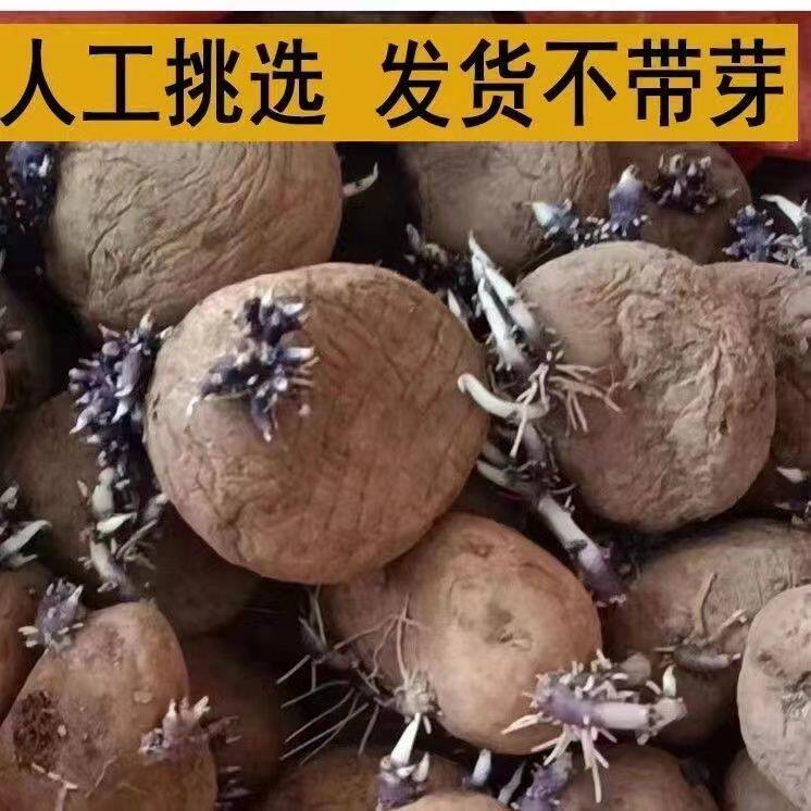 云南老干巴洋芋农家黄心老洋芋2023去年隔年干巴土豆马铃薯