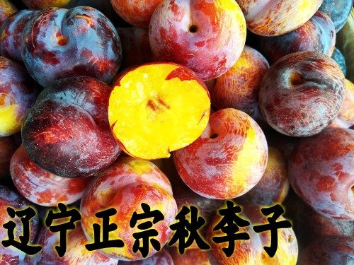 新鲜东北水果秋李子李子香蕉干碗李子脆李子酸甜2斤新货现摘