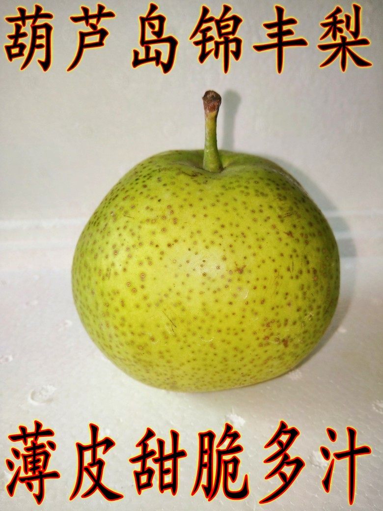 正宗葫芦岛特产锦丰梨雪花梨香瓜梨水梨薄皮脆甜多汁耐储存可越冬