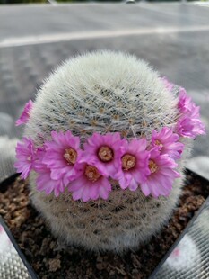 多肉植物精品实生仙人球乳突属嘉文丸大颗美花母本软刺不扎手云南