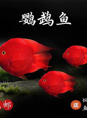 中国原生台系红色血鹦鹉鱼幼鱼中大观赏鱼熊猫鹦鹉鱼新手易养活体