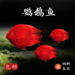 中国原生台系红色鹦鹉鱼幼鱼
