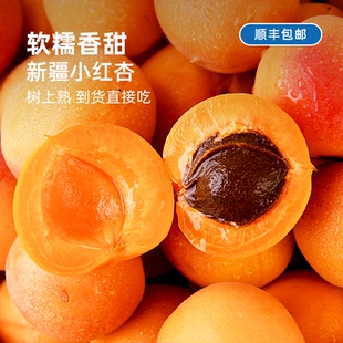7月初发货丨新疆阿克苏小红杏 果肉饱满汁水充盈 树上自然熟