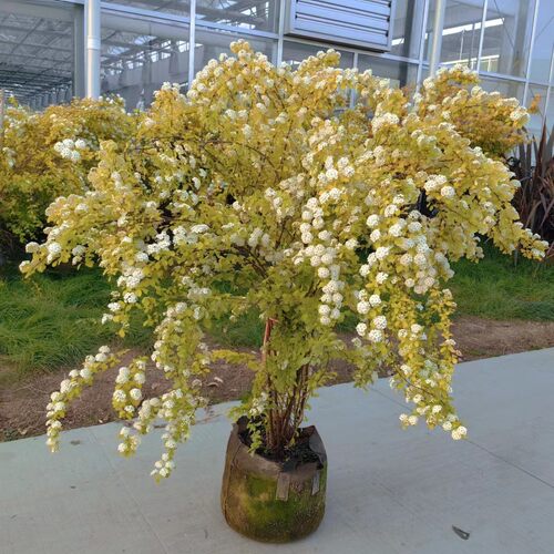 多年生植物菱叶绣线菊黄金喷泉花苗花园庭院花镜植物盆栽耐寒好养
