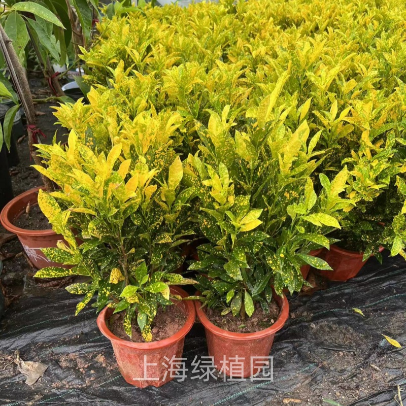 黄金露变叶木花叶橡皮树盆栽变色黄金珊瑚耐阴耐养绿植包邮鲜活苗