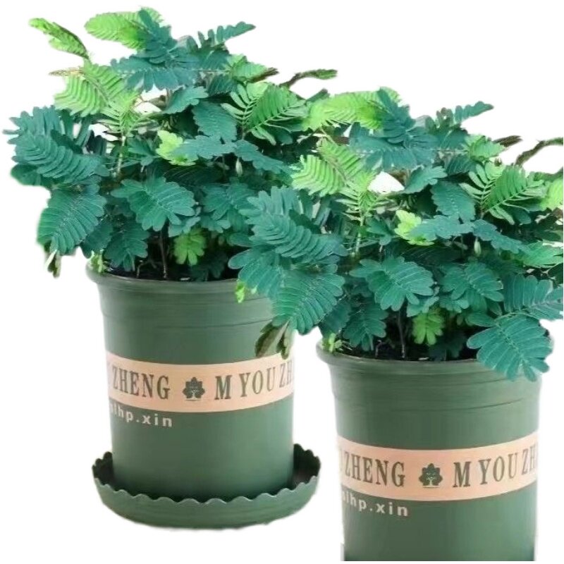 幼儿园植物小盆栽彩虹含羞草盆栽室内趣味花卉四季害羞草阳台植物