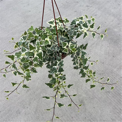 常春藤耐阴吊兰新款绿色金边包邮