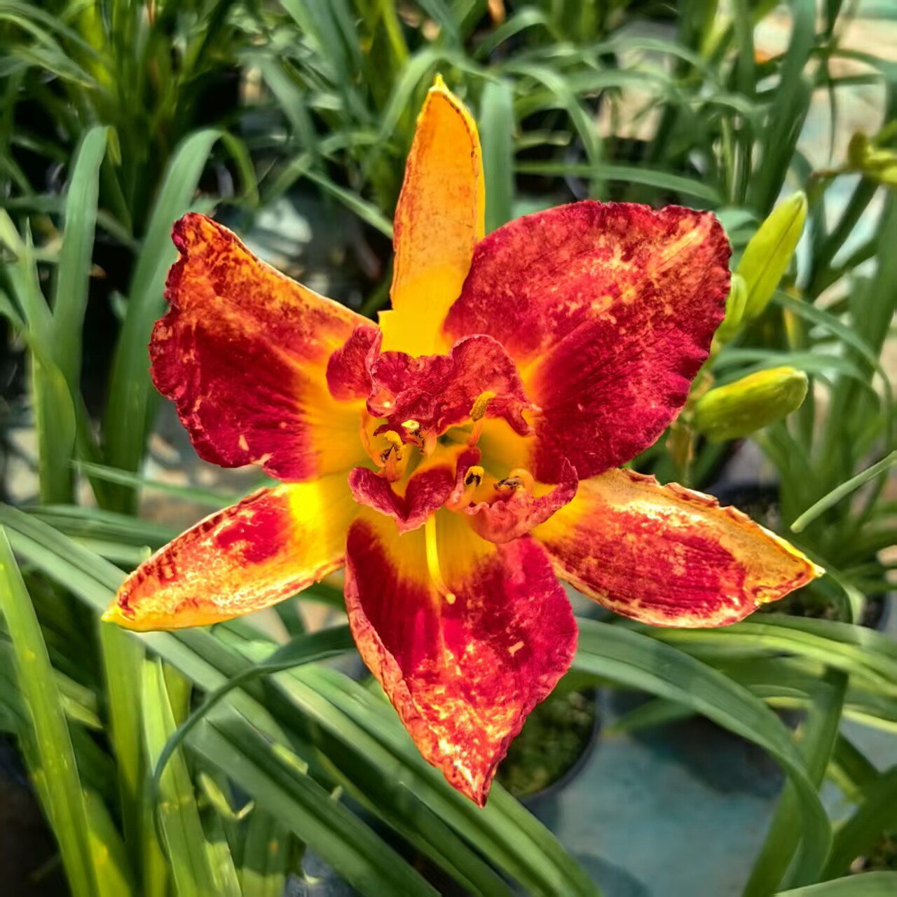 北方绿植耐寒大花萱草大花金娃娃庭院盆栽多年生宿根花卉喜阳植物