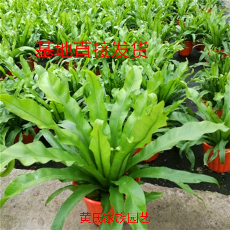 棉花糖波司登蕾丝蕨阿伯线蕨傅氏蕨狼尾蕨蕨蕨类植物室内耐阴包邮