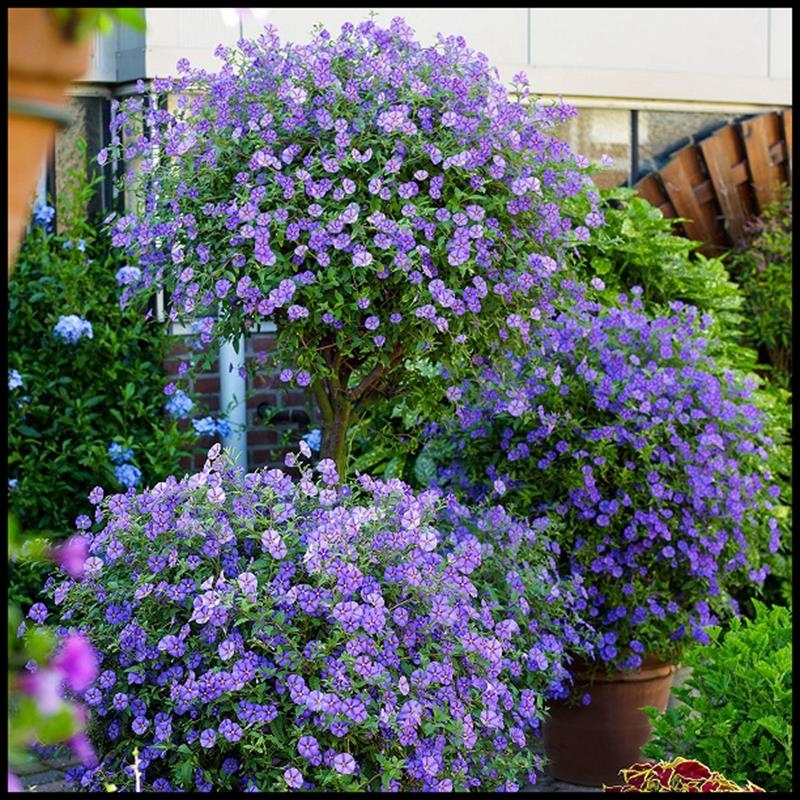 兰花茄蓝茄多年生耐热带花发货