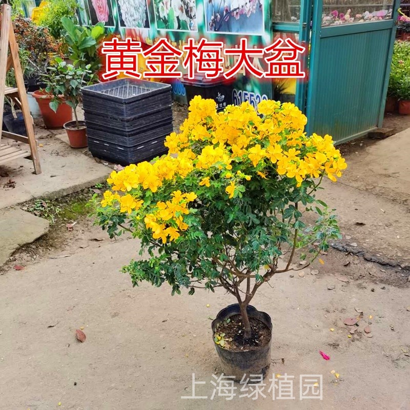 黄金梅决明子黄槐花盆栽蛇灭门阳台庭园花镜耐寒耐热植物包活包邮 鲜花速递/花卉仿真/绿植园艺 绿植 原图主图