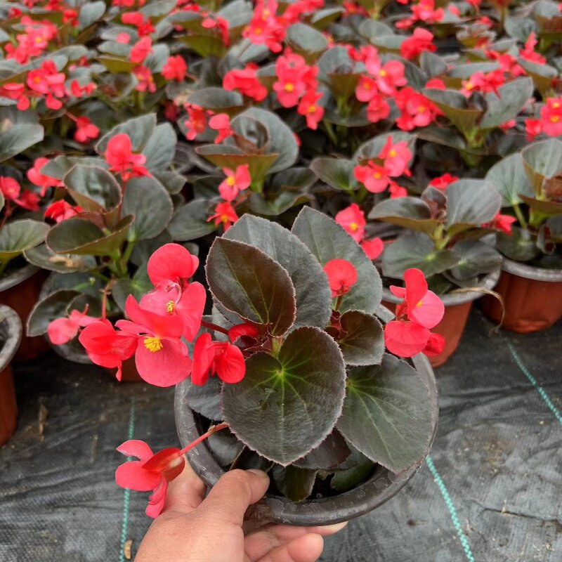 丽格比格玫瑰海棠玻璃海棠盆栽秋海棠玻璃翠花苗四季花耐寒 包邮