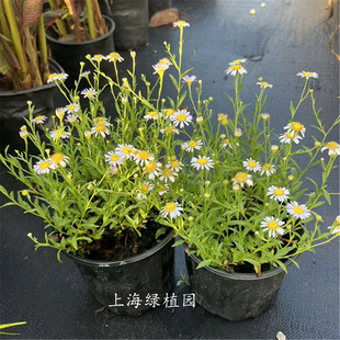 马蔺多年生宿根狭叶马兰小野花淡紫色庭院阳台耐冻耐热多季开花苗