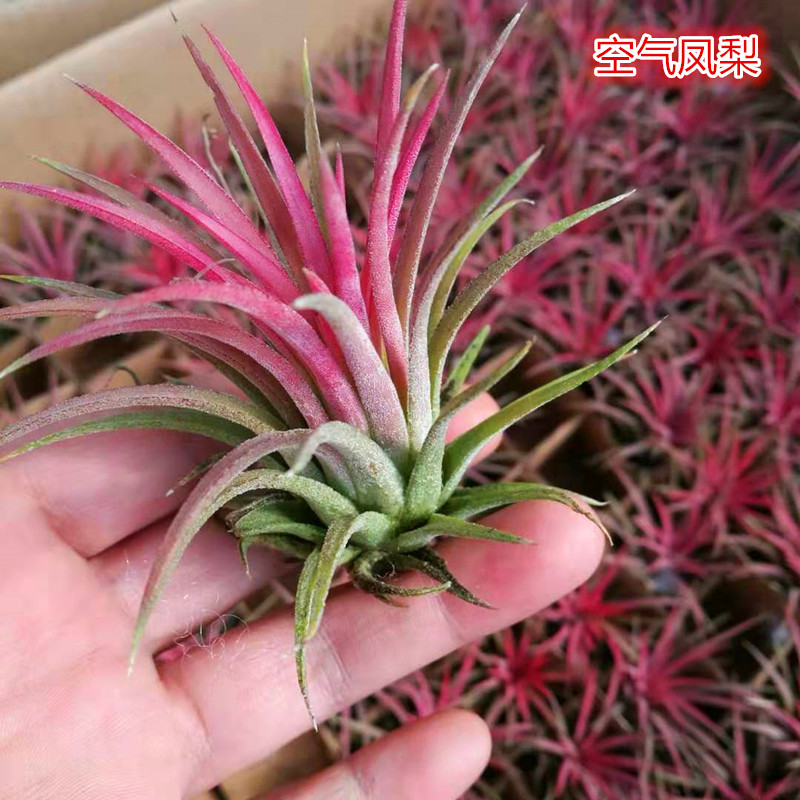 新奇植物空气凤梨老人须无土无水栽培悬挂摆放吊兰懒人盆栽包邮