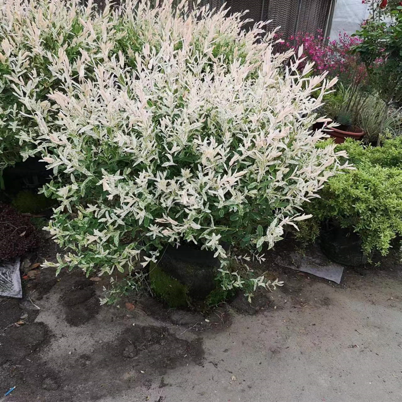 金姬小蜡小丑火棘彩叶杞柳盆栽庭院花园耐寒耐热彩色灌木观叶植物