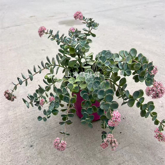 三七景天八宝景天多肉植物进口盆栽宿根多年生植物阳台庭院花镜