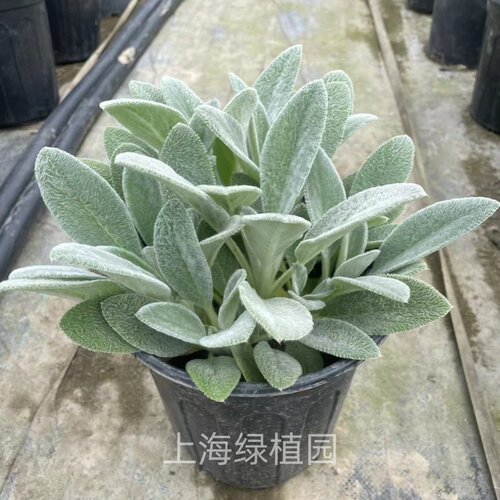 棉毛水苏阳台庭院多肉耐零下30度