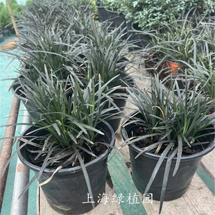 黑龙扁穗沿阶草 黑麦冬 'Nigrescens' 常绿彩色地被植物花镜植物