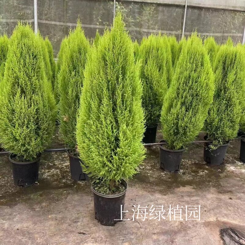 千层金黄金香柳香松棒棒糖蓝湖柏蓝色波尔瓦皮球松阳台庭院花园