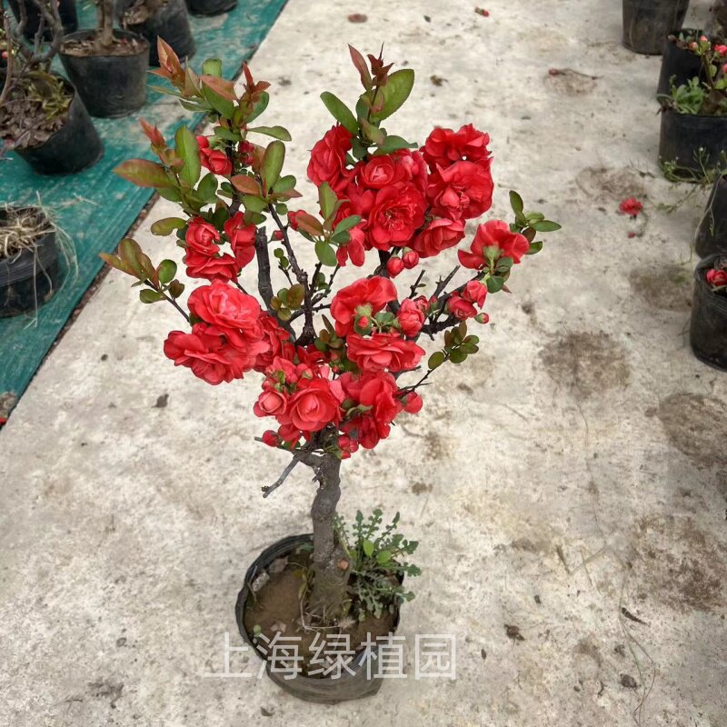 日本梦绘卷长寿冠铁杆海棠花红色大重瓣老桩耐冻耐热阳台庭园包邮