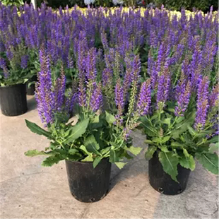 花镜植物墨西哥鼠尾草 林荫鼠尾草盆栽 阳台庭院多年生带花耐热