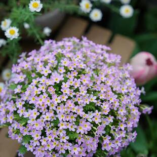 安徽羽叶报春花盆栽阳台庭院开花机器耐寒花期长多年生耐阴花卉