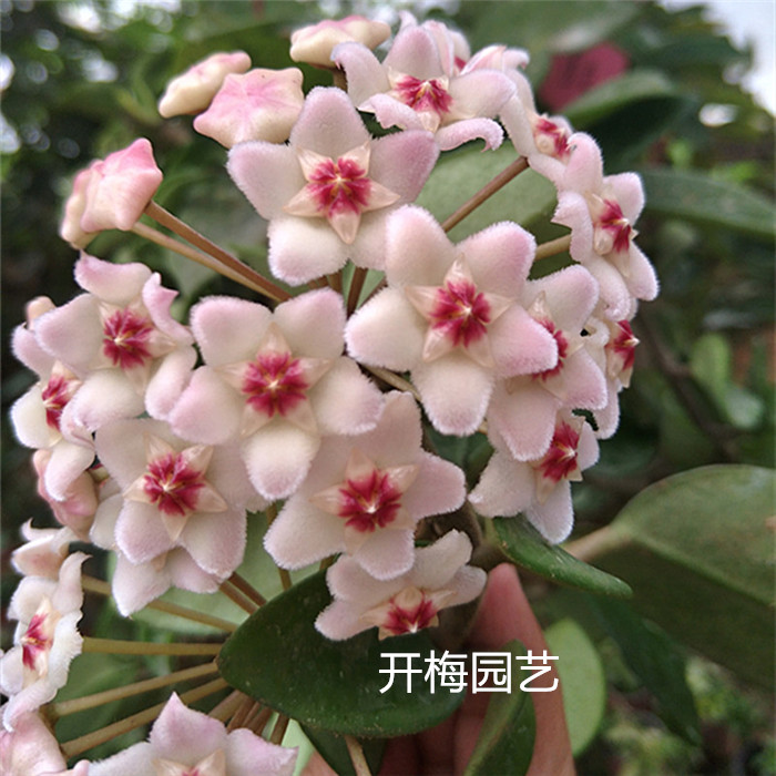 冰糖球兰一叶兰吊兰大花球形球兰花苗室内爬藤盆栽耐阴喜阳包邮图片