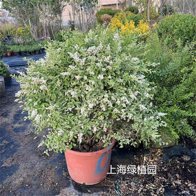 彩叶灌木金姬小蜡香桃木耐热耐冻