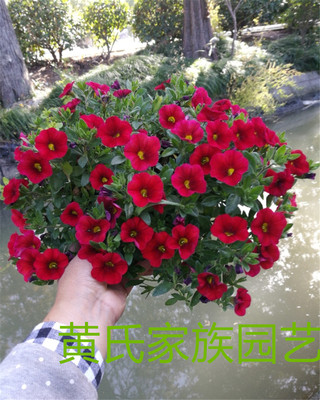 百万小玲带花带花苞阳台室内庭院