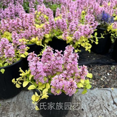 多年生宿根筋骨草耐热耐冻地被