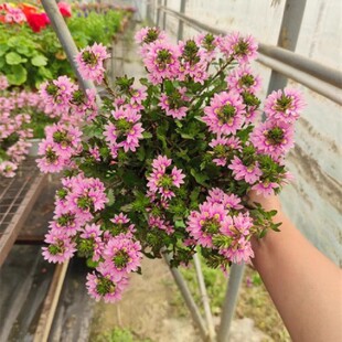 草海桐半纸扇花羊角树盆栽花镜植物耐热耐冻四季开花阳台花园易爆