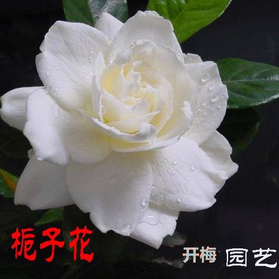 风车茉莉栀子花芳香型花卉意大利金银花鲜活盆栽包邮庭院花园阳台