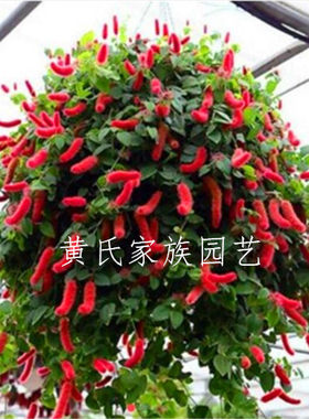猫尾巴红盆栽带花庭院吊兰包邮