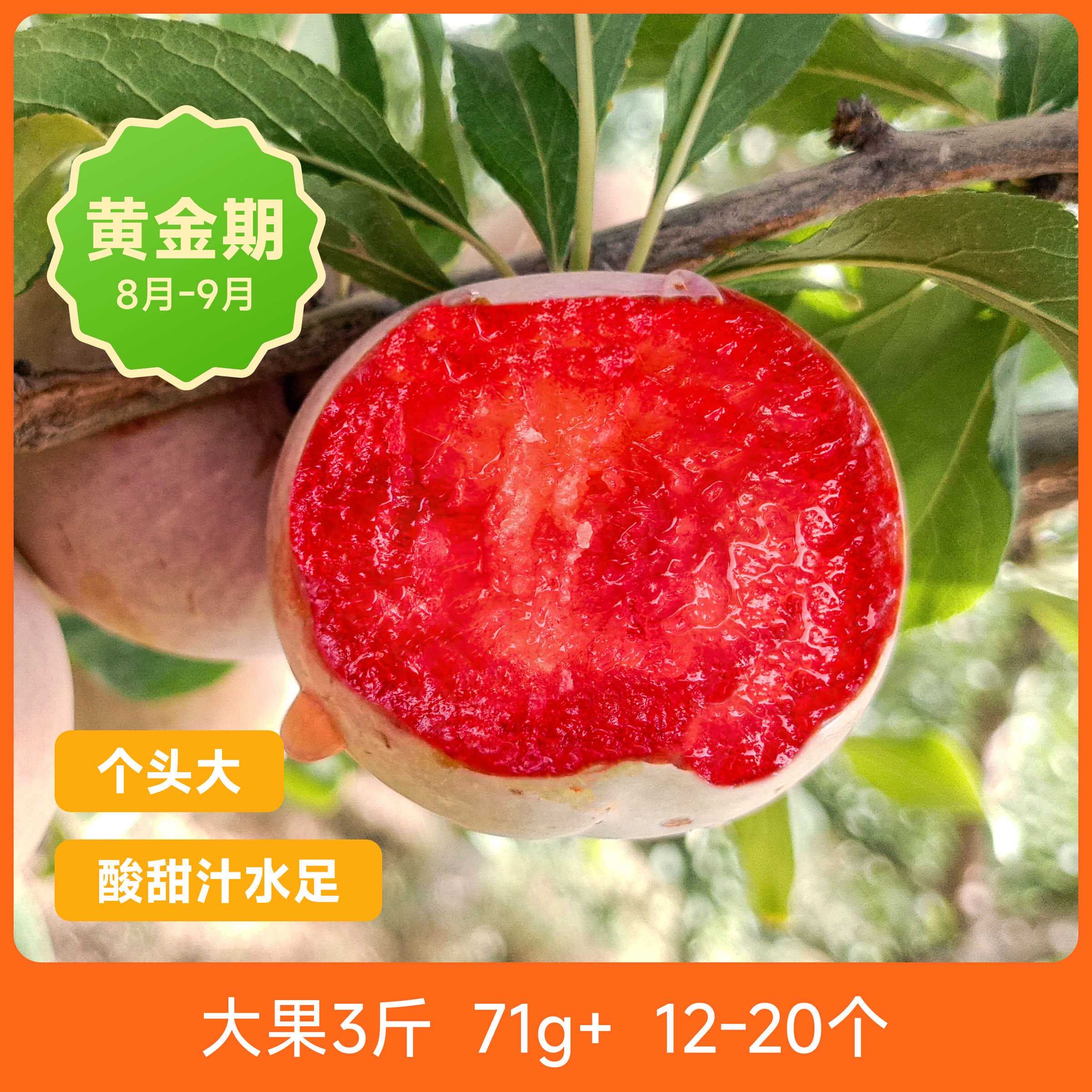 辰颐物语新鲜福建屏南芙蓉李子