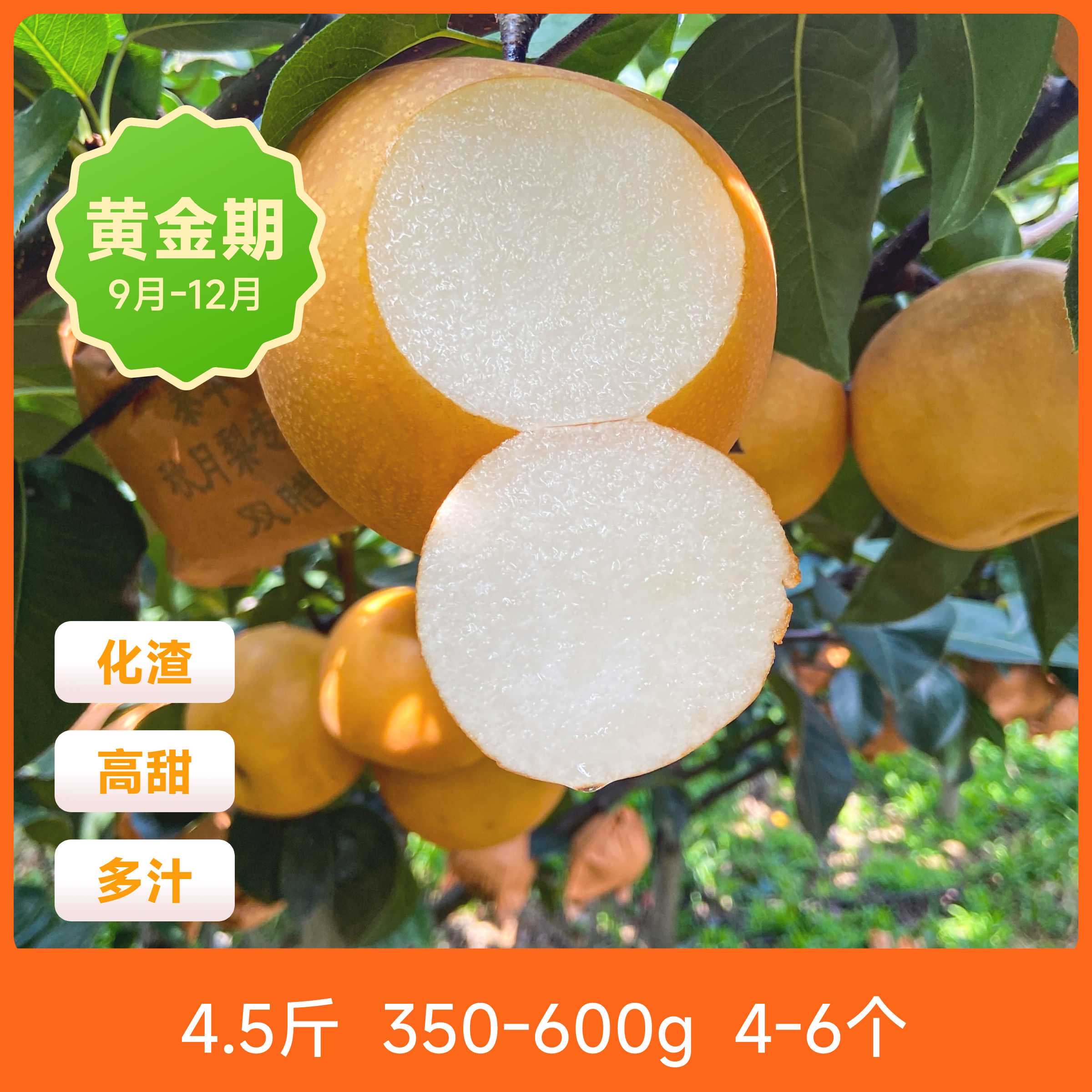 辰颐物语新鲜山东秋月梨大果4.5斤黄金梨现摘应季水果青岛黄皮梨