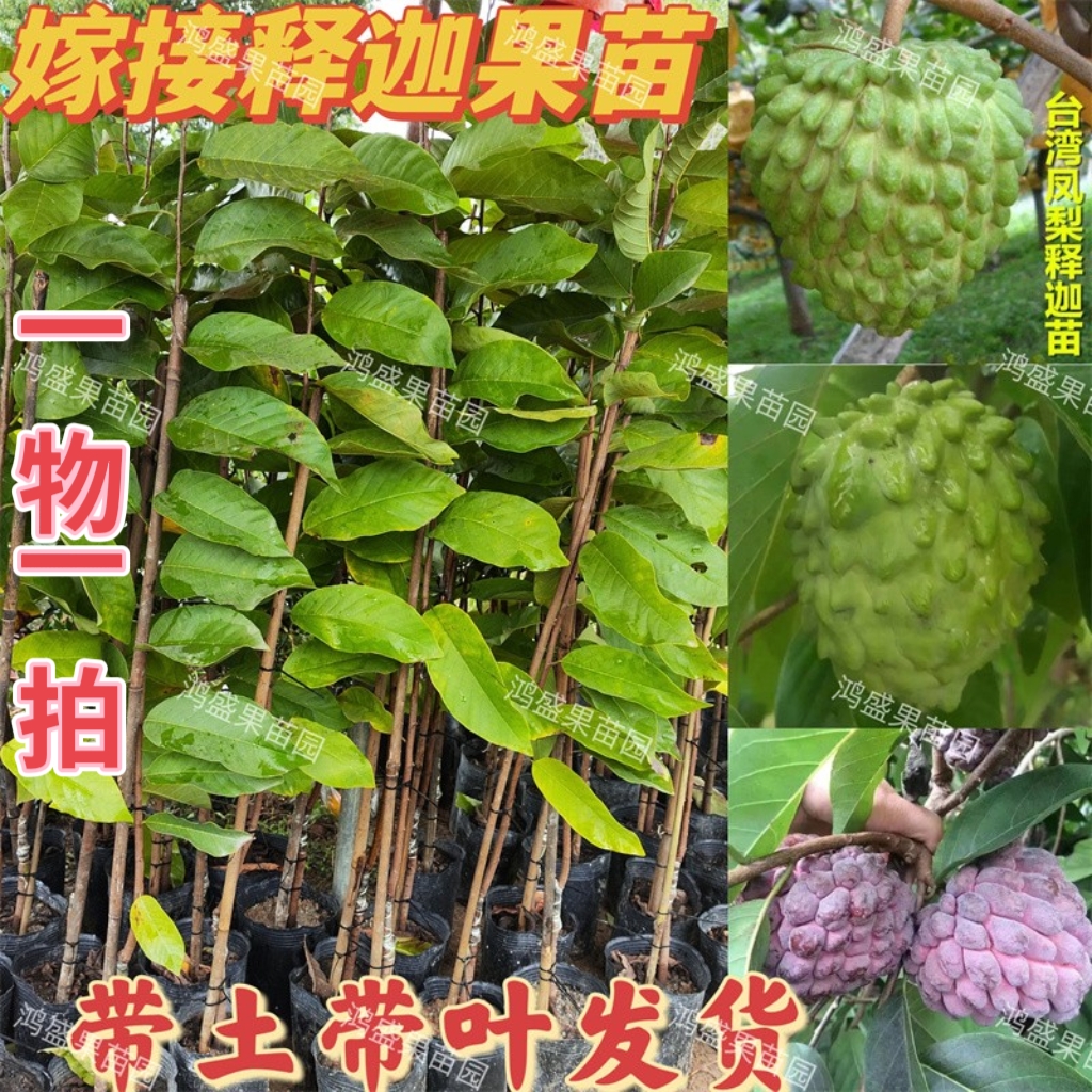 台湾凤梨释迦苗果树苗嫁接