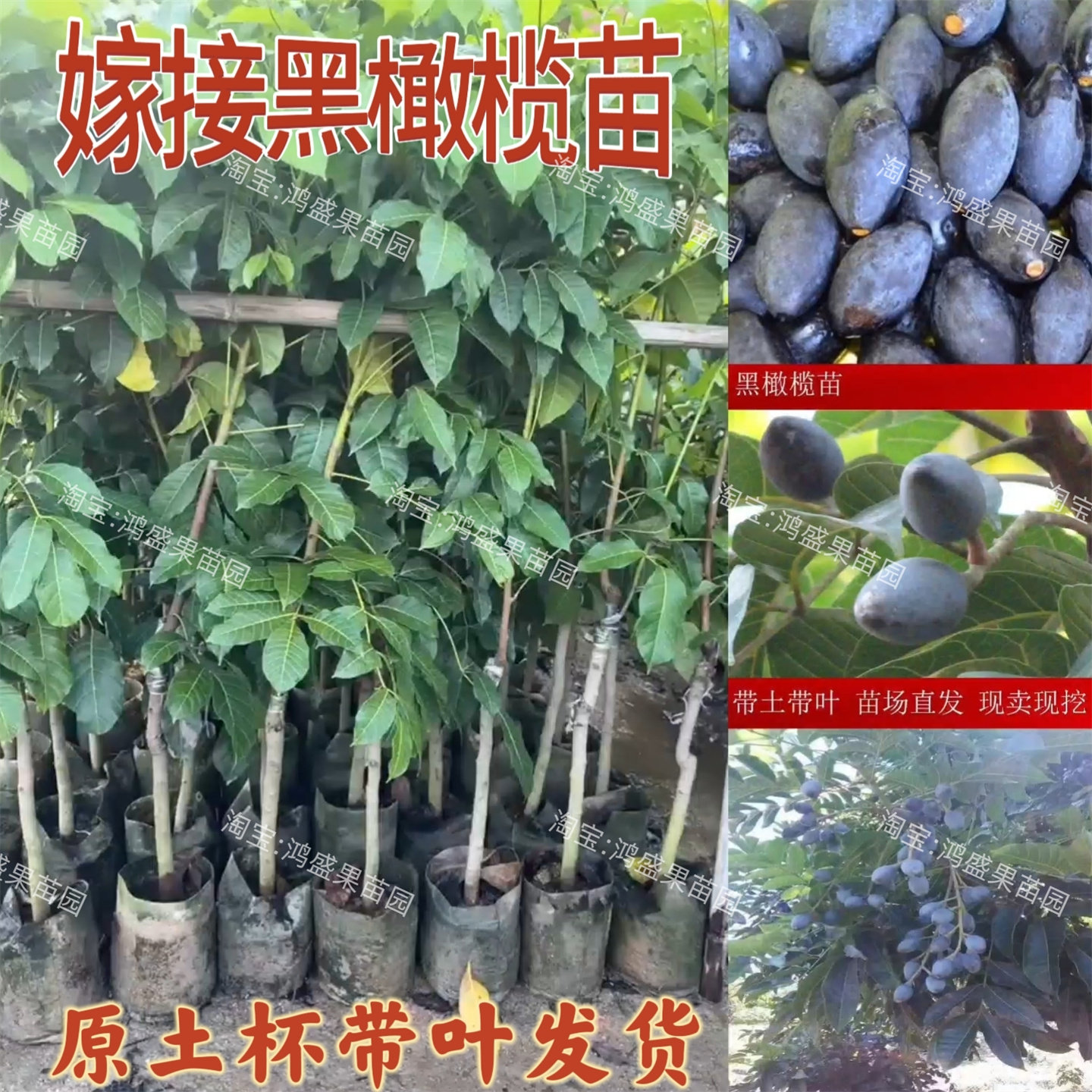 正宗嫁接吊丝茅黑橄榄苗图片